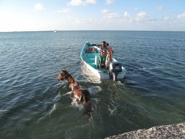 Nuff Respect Horse Goes for A Swim